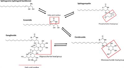 The Impact of Dietary Sphingolipids on Intestinal Microbiota and Gastrointestinal Immune Homeostasis